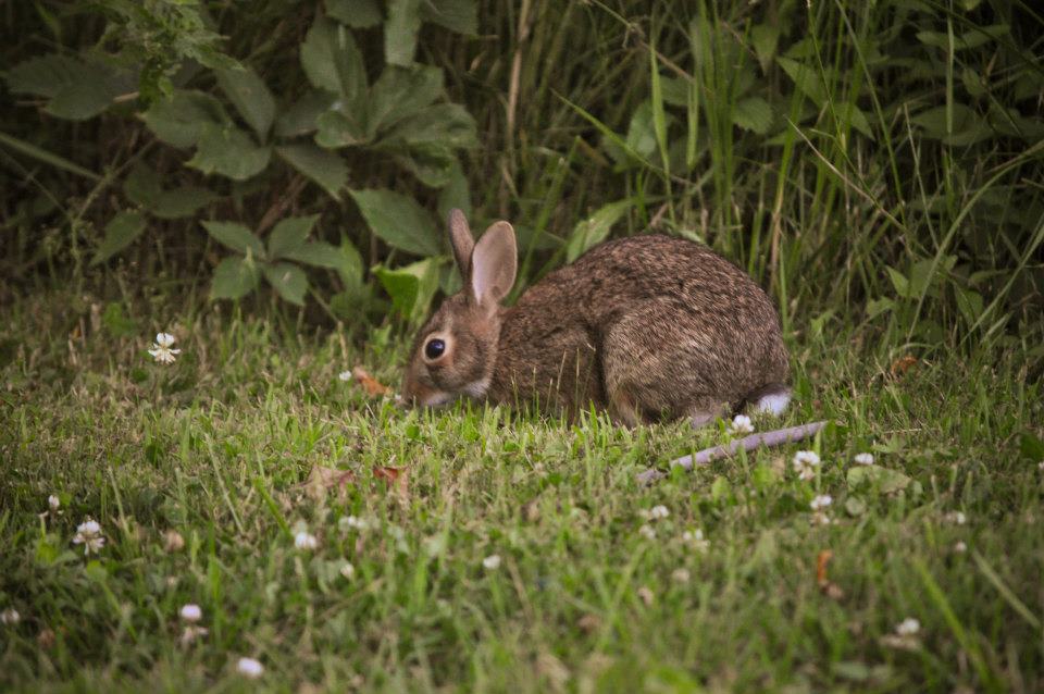 Ponderosa Ranch Resort, Log Cottage and Cabin in Canada Ontario, Summer Season, bunny 1