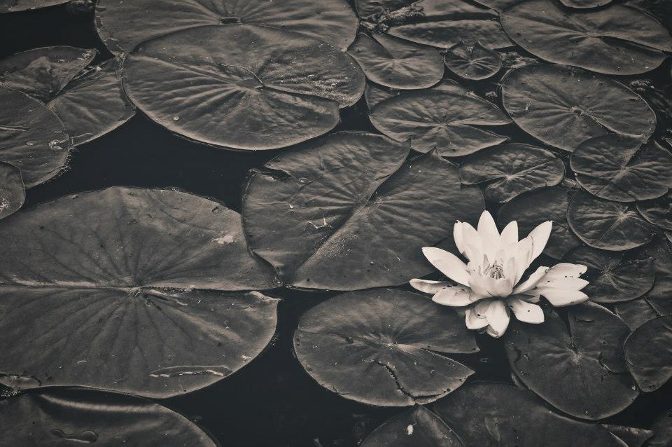 Ponderosa Ranch Resort, Log Cottage and Cabin in Canada Ontario, Summer Season, lily pad, black and white